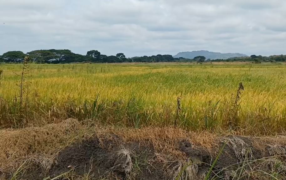 AritaGlobe Foundation Premieres Green Dialogues today, Shinning Spotlight on Climate-Stressed Rice Farmers in Akuse’s Amartey Kope